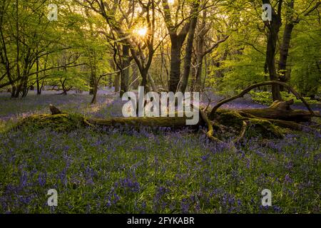 Coucher de soleil à travers les arbres dans la forêt de bluebell sur le bas weald Polegate East Sussex sud-est de l'Angleterre Banque D'Images