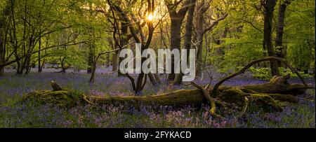 Coucher de soleil à travers les arbres dans la forêt de bluebell sur le bas weald Polegate East Sussex sud-est de l'Angleterre Banque D'Images