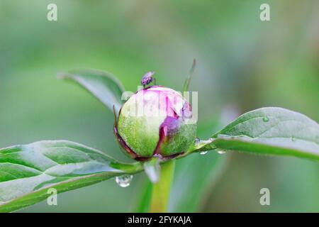 Envolez-vous et faites des gouttes de pluie sur un bourgeon de pivoine dans le jardin. Banque D'Images