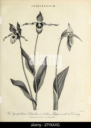 Cypripedium calceolus Ladies-Slipper Orchid Copperplate gravure de l'Encyclopédie Londinensis or, Dictionnaire universel des arts, des sciences et de la littérature; Volume V; édité par Wilkes, Jean. Publié à Londres en 1810 Banque D'Images