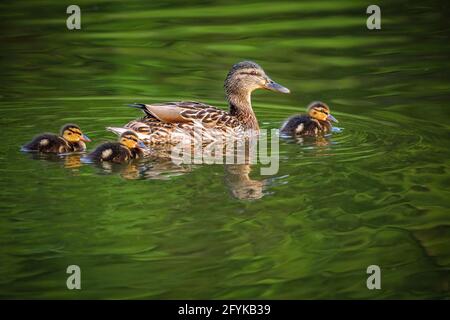 Un canard malard brun sauvage, une mère avec trois petits oisillons adorables nageant dans un lac vert le jour du printemps. Réflexion dans l'eau. Banque D'Images