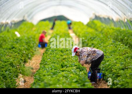 Récolte de fraises, aide à la récolte, fraisiers en plein air, sous un tunnel de feuilles, jeunes plants de fraises qui grandissent, à différents degrés Banque D'Images