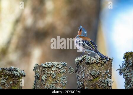 Un homme de chaffinch commun perching sur une clôture en bois couverte de mousse grise chantant. Ciel bleu et écorce brune de l'arbre en arrière-plan. Banque D'Images