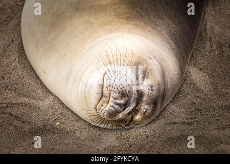 Un lion de mer dormant paisiblement sur la plage de Sea Lion point, Californie Banque D'Images