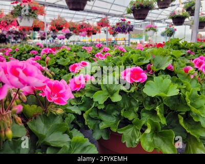 Pots de géraniums roses en serre Banque D'Images