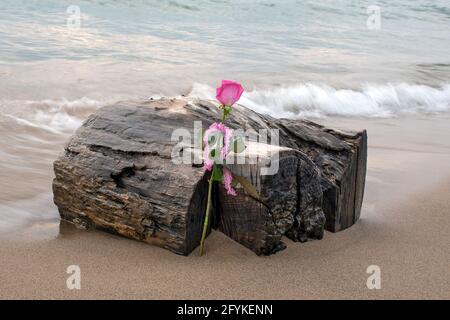 Rose rose avec ruban de Vichy à volants pendu sur du bois flotté humide dans le sable de la plage Banque D'Images