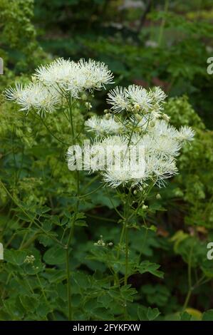 Thalictrum aquilegiifolium, fleurs blanches, rue, Banque D'Images