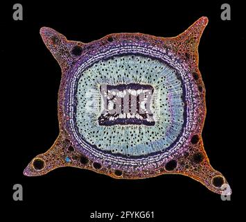 Tige en gomme bleue, TS Eucalyptus globulus Banque D'Images