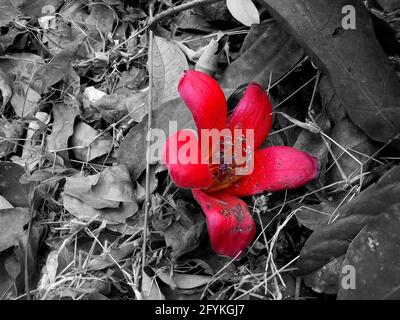 Photo de la fleur de Shimul couché sur le sol. Peut être utilisé pour les graphiques. Banque D'Images