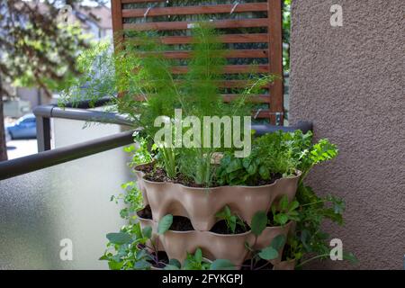 Un grand jardin vertical se trouve sur un balcon d'appartement (patio) avec des salades fraîches, des herbes et des légumes. Idéal pour les petits espaces et le jardinage urbain Banque D'Images
