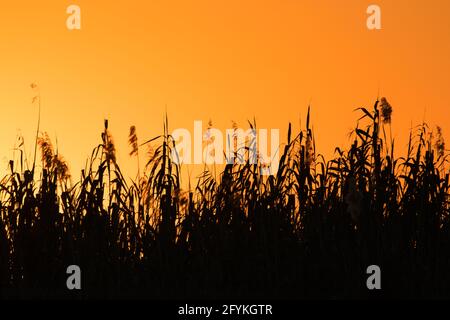 Magnifique coucher de soleil doré dans le parc national d'Etosha, Namibie - silhouette d'herbe de roseau contre le ciel doré Banque D'Images