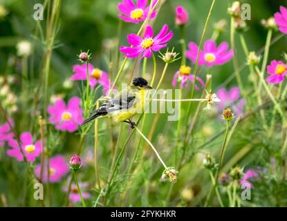 Gros plan d'un petit Goldfinch sur une tige courbée, entouré de fleurs roses vibrantes dans un beau jardin. Banque D'Images