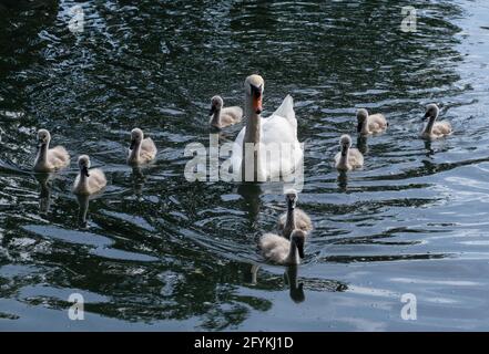 Saint-Laurent-du-Var, France. 28 mai 2021. Un cygnets fait une croisière en mer à Saint-Laurent-du-Var, dans le sud de la France, le 27 mai 2021. Credit: Serge Haouzi/Xinhua/Alay Live News Banque D'Images