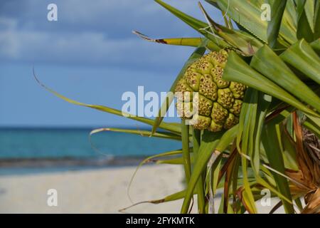 Palmier pandanus avec de grands singes, fruits et feuilles sur une plage de sable blanc avec le lagon sur l'île Heron, sur la Grande barrière de corail en Australie Banque D'Images