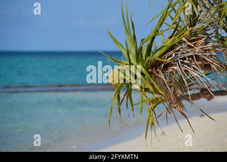 Les frondes de palmier pandanus soufflent dans la brise sur une plage de sable blanc sur l'île Heron avec la Grande barrière de corail et le lagon bleu en arrière-plan Banque D'Images