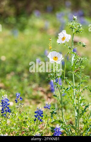 Johnson City, Texas, États-Unis. Coquelicot blanc et Blue bonnets dans le pays de colline du Texas. Banque D'Images