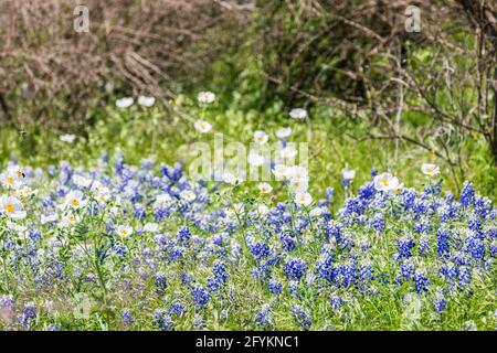 Johnson City, Texas, États-Unis. Coquelicot blanc et Blue bonnets dans le pays de colline du Texas. Banque D'Images