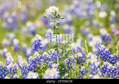 Johnson City, Texas, États-Unis. Coquelicot blanc et Blue bonnets dans le pays de colline du Texas. Banque D'Images