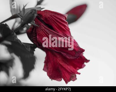 Macro d'un monochrome avec une couleur rouge rubis stupéfiante seulement d'un bourgeon hibiscus regardant un peu écaillé accroché à l'extrémité de sa tige, dans le jardin Banque D'Images