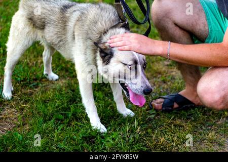 Gros plan sur la laika sibérienne drôle husky sur la laisse avec une longue langue. Les mains de l'homme chien de chasse, confiance concept de confiance, amour. Propriétaire caressant gen Banque D'Images