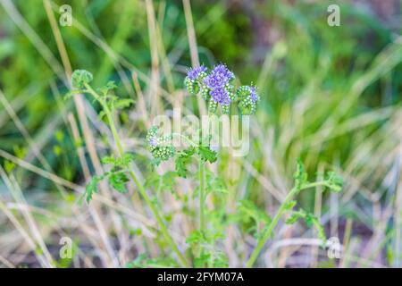 Castroville, Texas, États-Unis. Fleurs sauvages pourpres dans le pays de colline du Texas. Banque D'Images