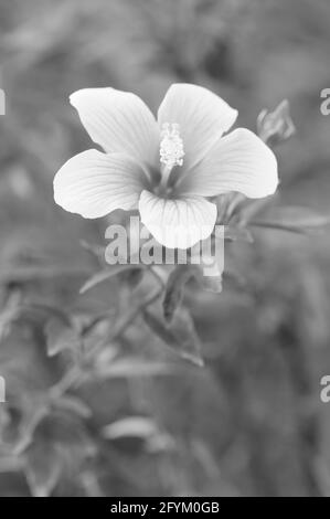 Un hibiscus attrayant en monochrome Banque D'Images