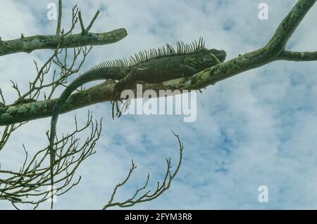 Iguana vert, Iguana iguana, Tortuguero, Costa Rica Banque D'Images