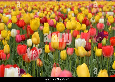 Champ de couleurs Banque D'Images