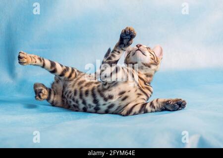 Le jeune chaton Bengale est foulé sur une surface bleue et regarde vers le haut. Banque D'Images