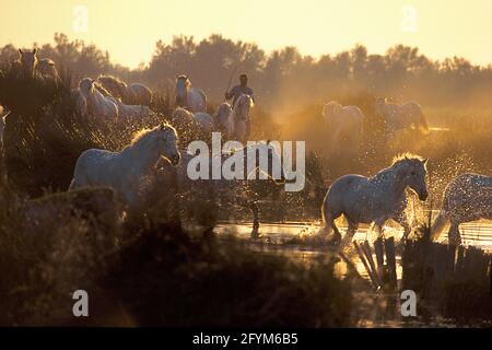 FRANCE. BOUCHES-DU-RHÔNE (13) CAMARGUE. GINES POND. GALOP DE CHEVAUX DE CAMARGUE AVEC DES GARDIANS (CAVALIERS) Banque D'Images