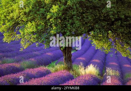 FRANCE. VAUCLUSE (84) PLATEAU DE SAULT. UN POMMIER AU COEUR D'UN CHAMP DE LAVANDE Banque D'Images