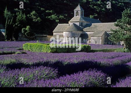 FRANCE VAUCLUSE (84) LE PLATEAU DU VAUCLUSE. PARC NATUREL RÉGIONAL DU LUBERON. ABBAYE DE SÉNANQUE ET CULTURE DE LA LAVANDE. SÉNANQUE EST UNE ABBAYE CISTERCIENNE LO Banque D'Images
