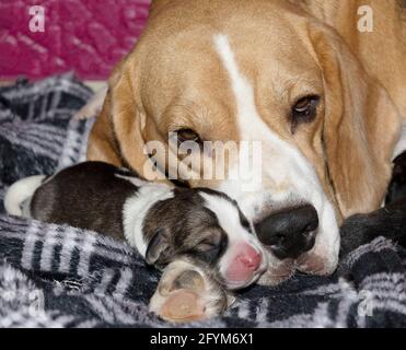 Un chiot Beagle mignon nouveau-né est avec son amour mais mère fatiguée Banque D'Images