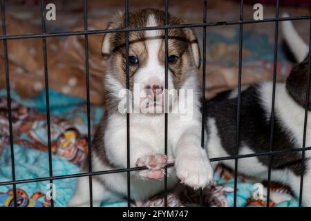 Un adorable chiot Beagle de 3 semaines derrière une clôture Banque D'Images