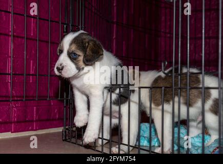 Un adorable chiot Beagle de 3 semaines derrière une clôture jouer avec une main de homme Banque D'Images