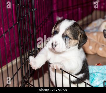 Un adorable chiot Beagle de 3 semaines derrière une clôture jouer avec une main de homme Banque D'Images