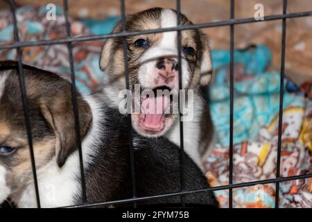 Deux adorables chiots Beagle âgés de 3 semaines derrière une clôture Banque D'Images