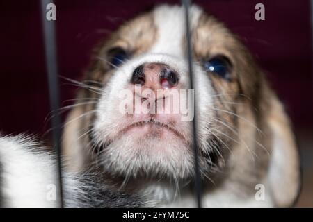 Un adorable chiot Beagle de 3 semaines derrière une clôture Banque D'Images