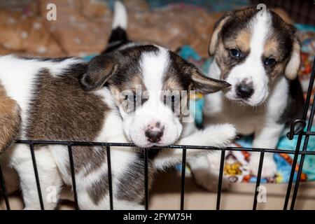 Deux adorables chiots Beagle âgés de 3 semaines derrière une clôture Banque D'Images