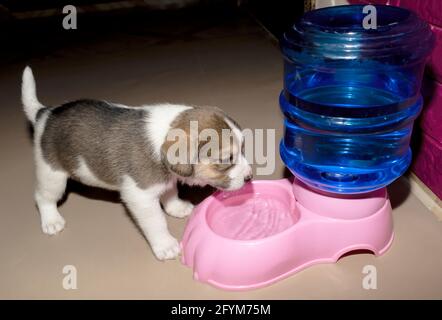 Un adorable chiot Beagle de 3 semaines buvant de l'eau pour la première fois d'une fontaine Banque D'Images