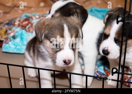 Deux adorables chiots Beagle âgés de 3 semaines derrière une clôture Banque D'Images