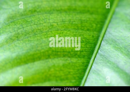 la texture des feuilles de mangue dans les photos de gros plan, les photos macro, la sélection de mise au point, peut être utilisée comme arrière-plan et papier peint Banque D'Images