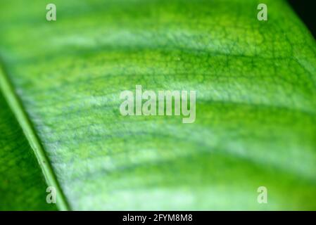la texture des feuilles de mangue dans les photos de gros plan, les photos macro, la sélection de mise au point, peut être utilisée comme arrière-plan et papier peint Banque D'Images
