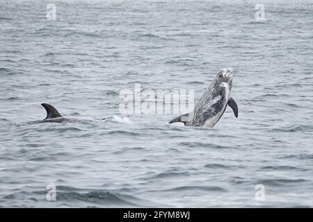 Observation des baleines Banque D'Images