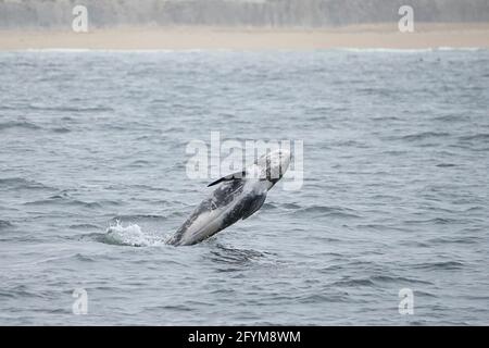 Observation des baleines Banque D'Images