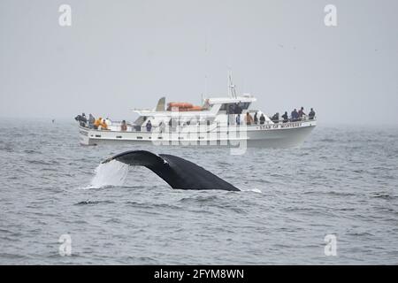 Observation des baleines Banque D'Images