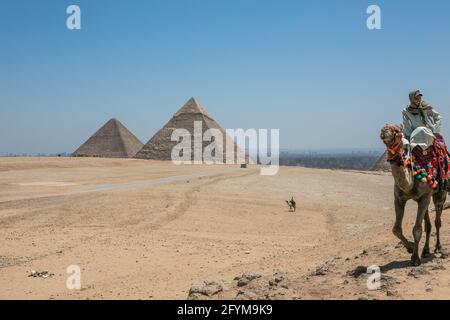 LE CAIRE, EGYPTE - 14 mai 2021: Attractions de l'Egypte. Nomad à dos de chameau près des pyramides dans le désert égyptien Banque D'Images