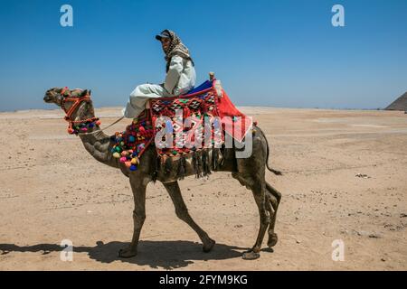 LE CAIRE, EGYPTE - 14 mai 2021: Attractions de l'Egypte. Nomad à dos de chameau près des pyramides dans le désert égyptien Banque D'Images