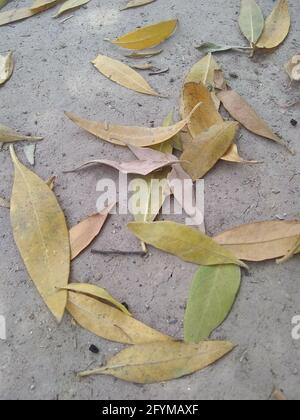 Feuilles éparses, feuilles cassées dans les séquences de printemps Banque D'Images