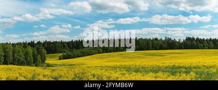 Paysage panoramique d'été avec ciel bleu sur le champ jaune avec fleurs et arbres verts en forêt. Banque D'Images